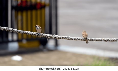 Sparrow birds perched on a rope. House sparrow (Passer domesticus). Sparrow bird wildlife - Powered by Shutterstock - Get 15% off with code: PIKWIZARD15