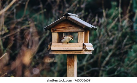 Bird Table Images Stock Photos Vectors Shutterstock