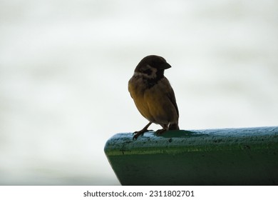 The sparrow, also called the pinpai, is a type of small sparrow that comes from the Passeridae family - Shutterstock ID 2311802701