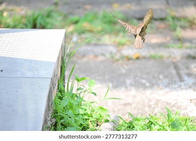 A sparrow captured in flight while approaching food, showcasing dynamic wing movement and natural feeding behavior. Captured with natural lighting, ideal for wildlife, urban bird activity, and action photography themes.