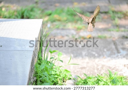 A sparrow captured in flight while approaching food, showcasing dynamic wing movement and natural feeding behavior. Captured with natural lighting, ideal for wildlife, urban bird activity, and action photography themes.
