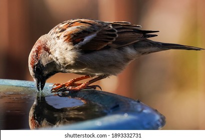 Sparrow checks its reflection in an icy fountain.                               
