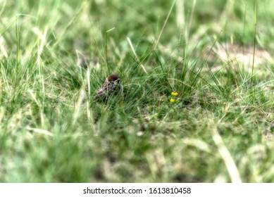 Sparrow Chick In The Grass After The First Flight. Siberia, Russia.