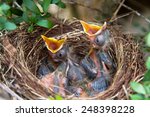 Sparrow chicks waiting to be fed