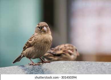 Sparrow In The City