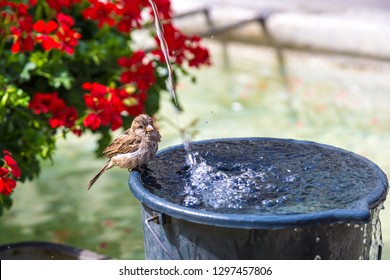 Sparrow drinking water in Bern in a beautiful summer day, Switzerland