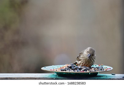 Sparrow  Eating Bird Seed From A Plate 