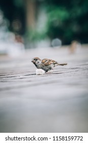 Sparrow Eating Bread Crumbs On The Street. View From Animal Floor Perspective