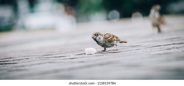 Sparrow Eating Bread Crumbs On The Street. View From Animal Floor Perspective