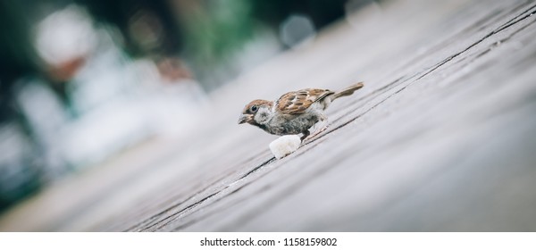 Sparrow Eating Bread Crumbs On The Street. View From Animal Floor Perspective