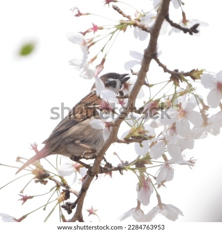 Similar – Image, Stock Photo titmouse spring