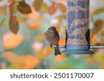 sparrow eating seeds from a bird feeder. seasonal bird feeding