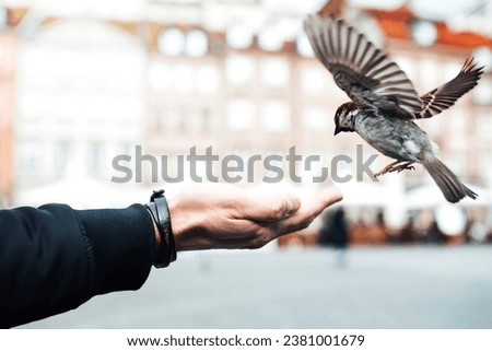 sparrow eats with hands on the old square of Warsaw Poland