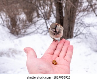 Sparrow eats nuts from a man's hand. A Sparrow bird sitting on the hand and eating nuts.