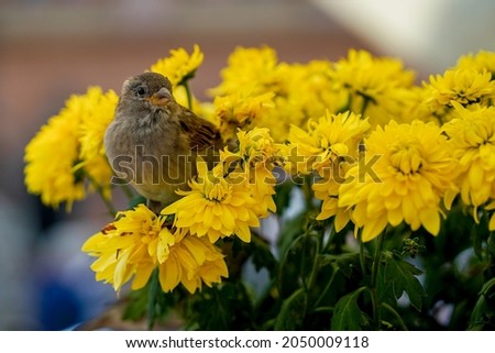 The sparrow eats yellow flowers.
