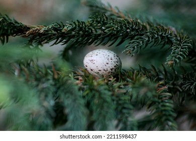 Sparrow Egg On A Branch Araucaria Plant