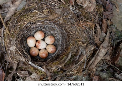 Sparrow Eggs In A Bird Nest 