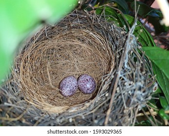 Sparrow Eggs Nest Tree Stock Photo 1593029365 