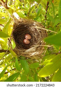 Sparrow Eggs In A Shady Nest