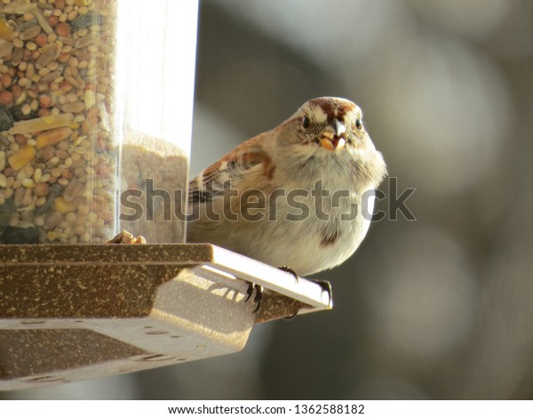 Sparrow Enjoying Bird Seed Bird Feeder Stock Photo Edit Now