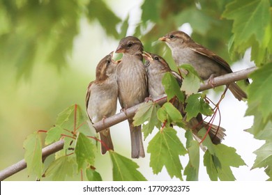 Sparrow Family in a backyard tree in Jacksonville Beach, Florida