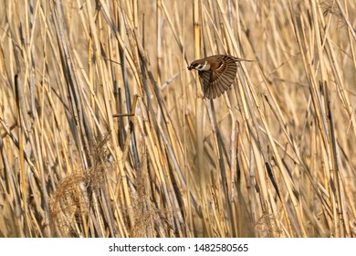 Sparrow in Flight in Cornfield