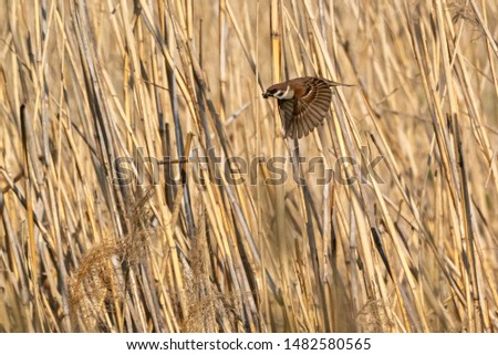 Sparrow in Flight in Cornfield