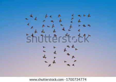 Similar – Rosa Flamingos fliegen durch den Himmel von Guajira Kolumbien.