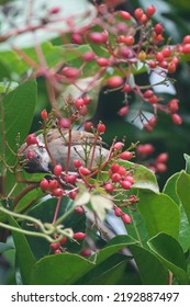 sparrow is in a forest
