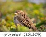 Sparrow in the green autumn garden