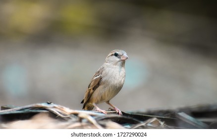 スズメ の画像 写真素材 ベクター画像 Shutterstock