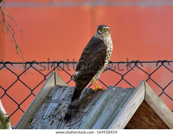 Sparrow Hawk Accipiter Nisus Successfully Hunting Stock Image