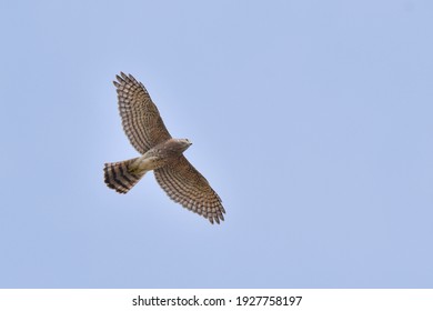 Sparrow Hawk Flying High In The Sky