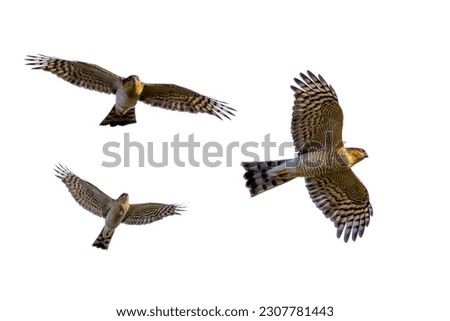 Sparrow hawk flying isolated on a white background.
