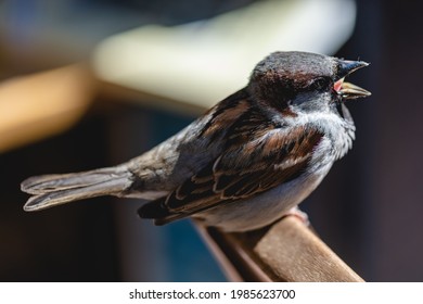 Sparrow, House Sparrow ( Passer Domesticus ) With An Open Beak Sitting On The Back Of A Chair