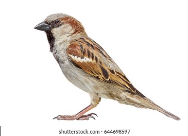 Sparrow isolated on white. - Shutterstock ID 644698597