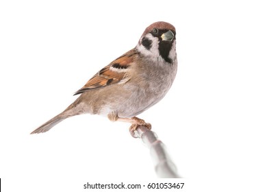 sparrow isolated on a white background