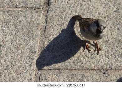 Sparrow Looking Up During A Hot Day. Asking For Food. View From The Perspective Of The Man Feeding The Birds.  Long Shadow.  Concept For Protecting Birds And Nature In The Big City. 