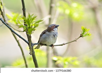 Sparrow looking to the right sitting on a branch