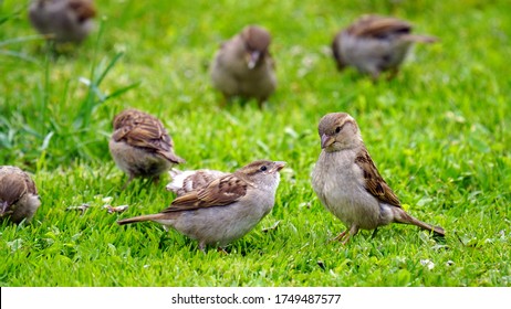 1,997 Nestling sparrow Images, Stock Photos & Vectors | Shutterstock