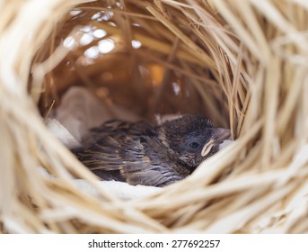 Sparrow  In The Nest