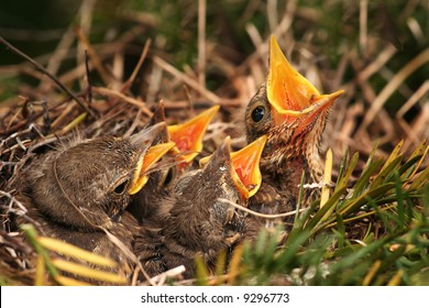 Sparrow In The Nest