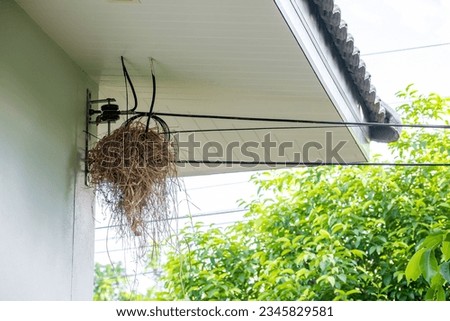 sparrow nesting on electric wire in eaves of house under roof tiles, problems around the house