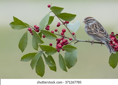 Sparrow On American Holly Branch