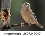 A Sparrow on the backyard Peanut Butter bird feeder                               