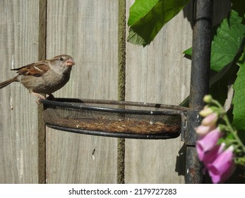 Sparrow On A Bird Seed Feeder