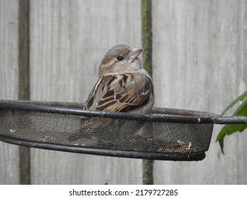 Sparrow On A Bird Seed Feeder