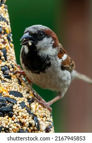 A Sparrow On A Bird Seed Log                               