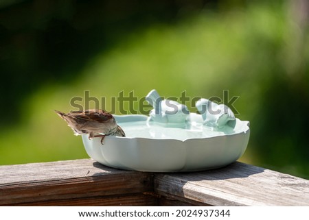 sparrow on a birdbath at a sunny summerday
