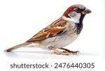 sparrow on isolated background with high detailing
